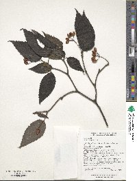 Viburnum setigerum image