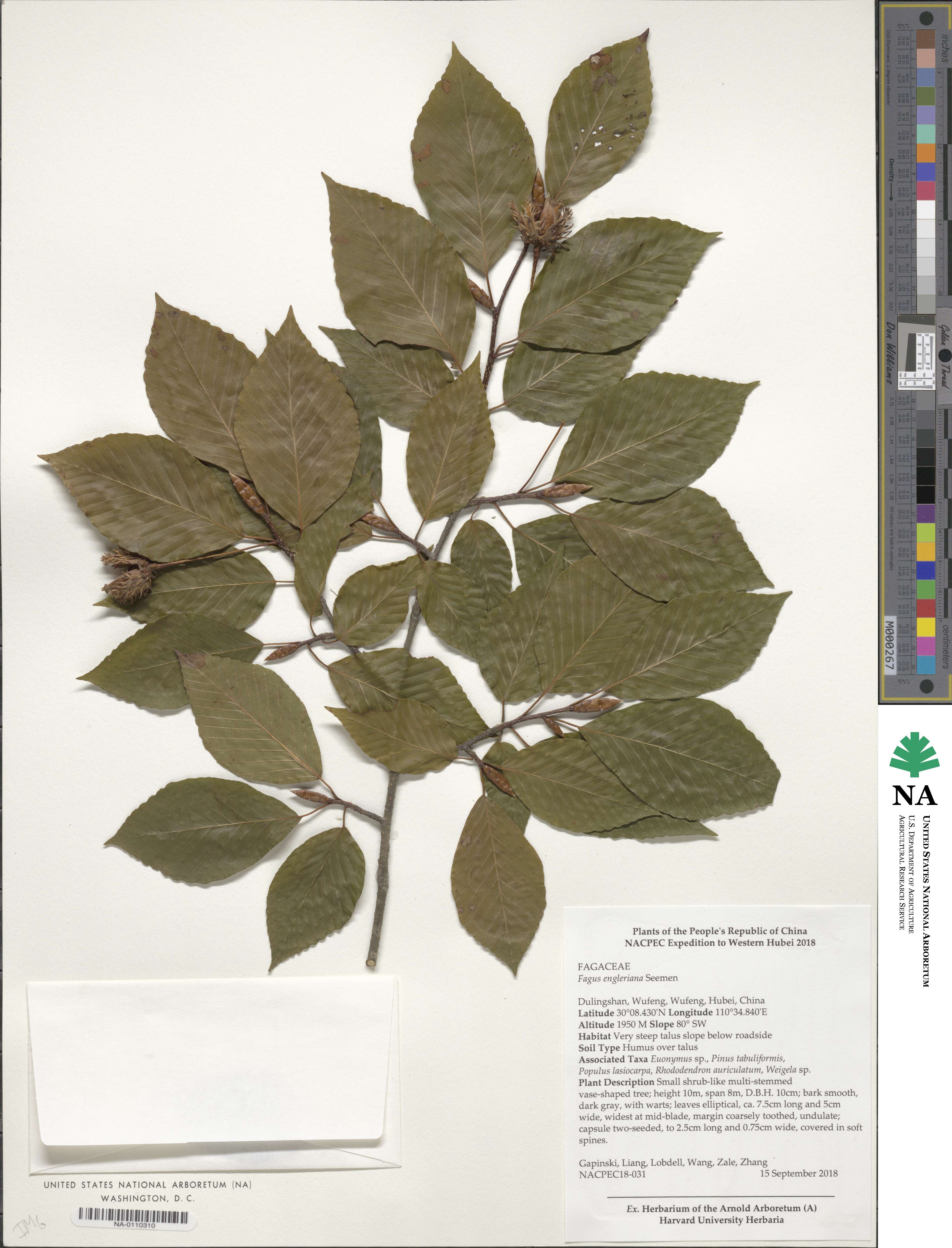 Fagus engleriana image