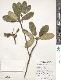 Rhododendron fortunei image