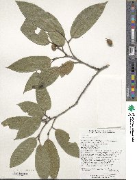 Quercus engleriana image