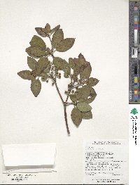 Enkianthus chinensis image