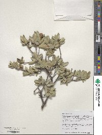 Quercus toumeyi image