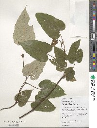 Rubus intermittens image