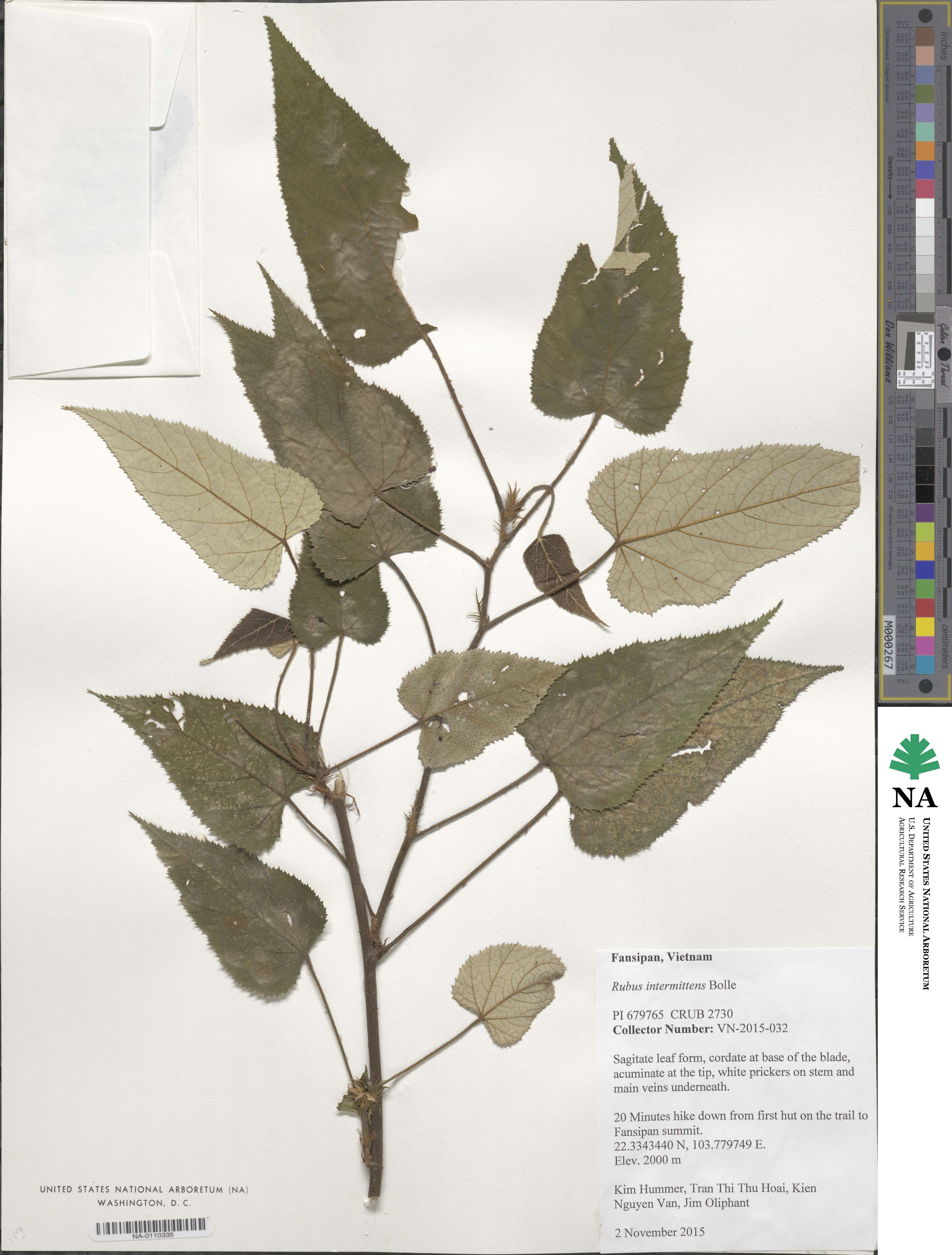 Rubus intermittens image