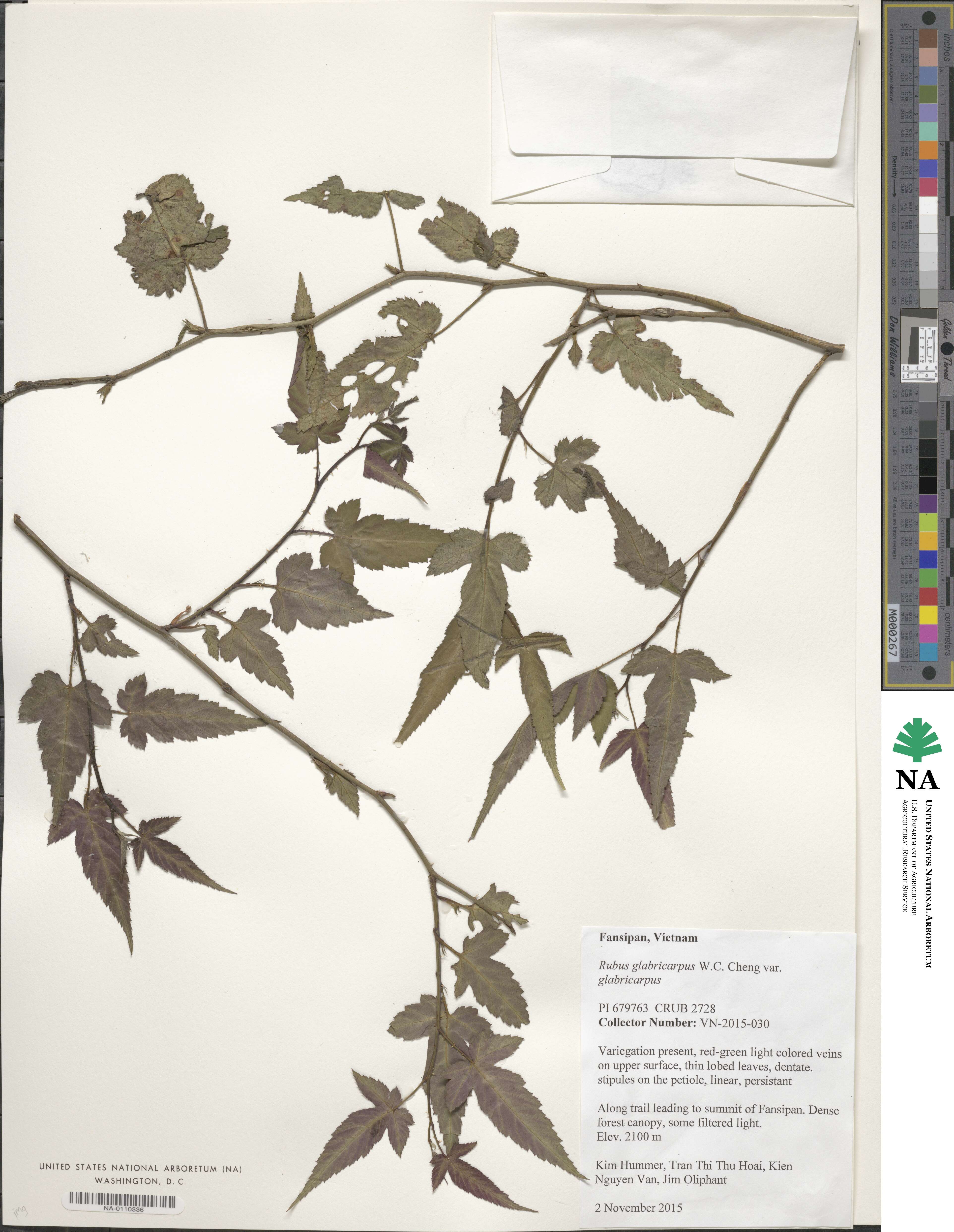 Rubus glabricarpus var. glabricarpus image