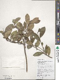 Gaultheria leucocarpa var. yunnanensis image