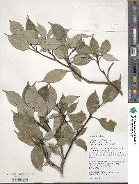 Image of Vaccinium hiepii