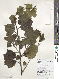 Rubus lambertianus var. paykouangensis image