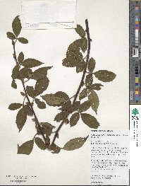 Rubus columellaris var. villosus image