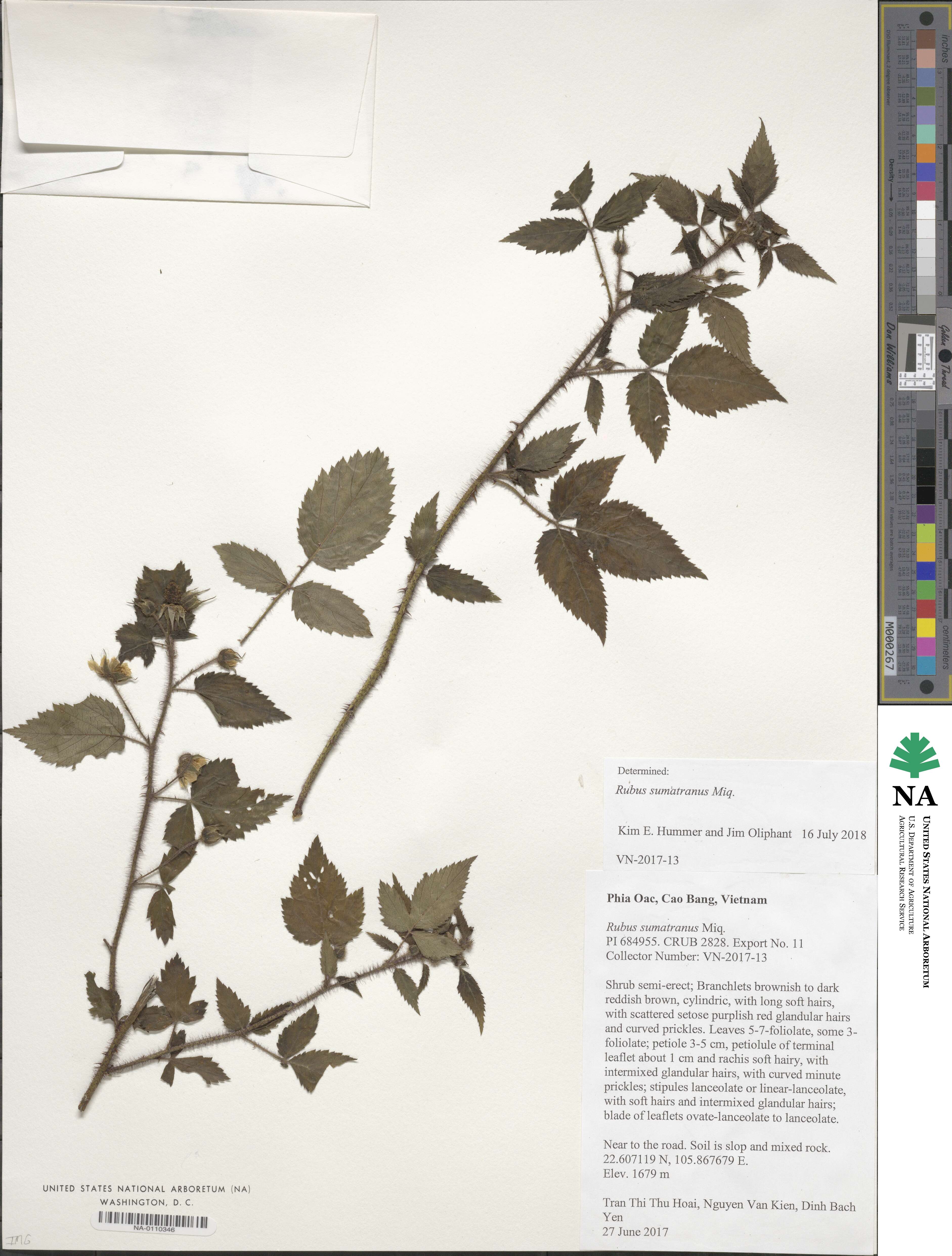 Rubus sumatranus image