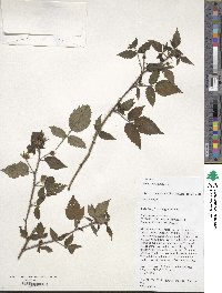 Rubus sumatranus image