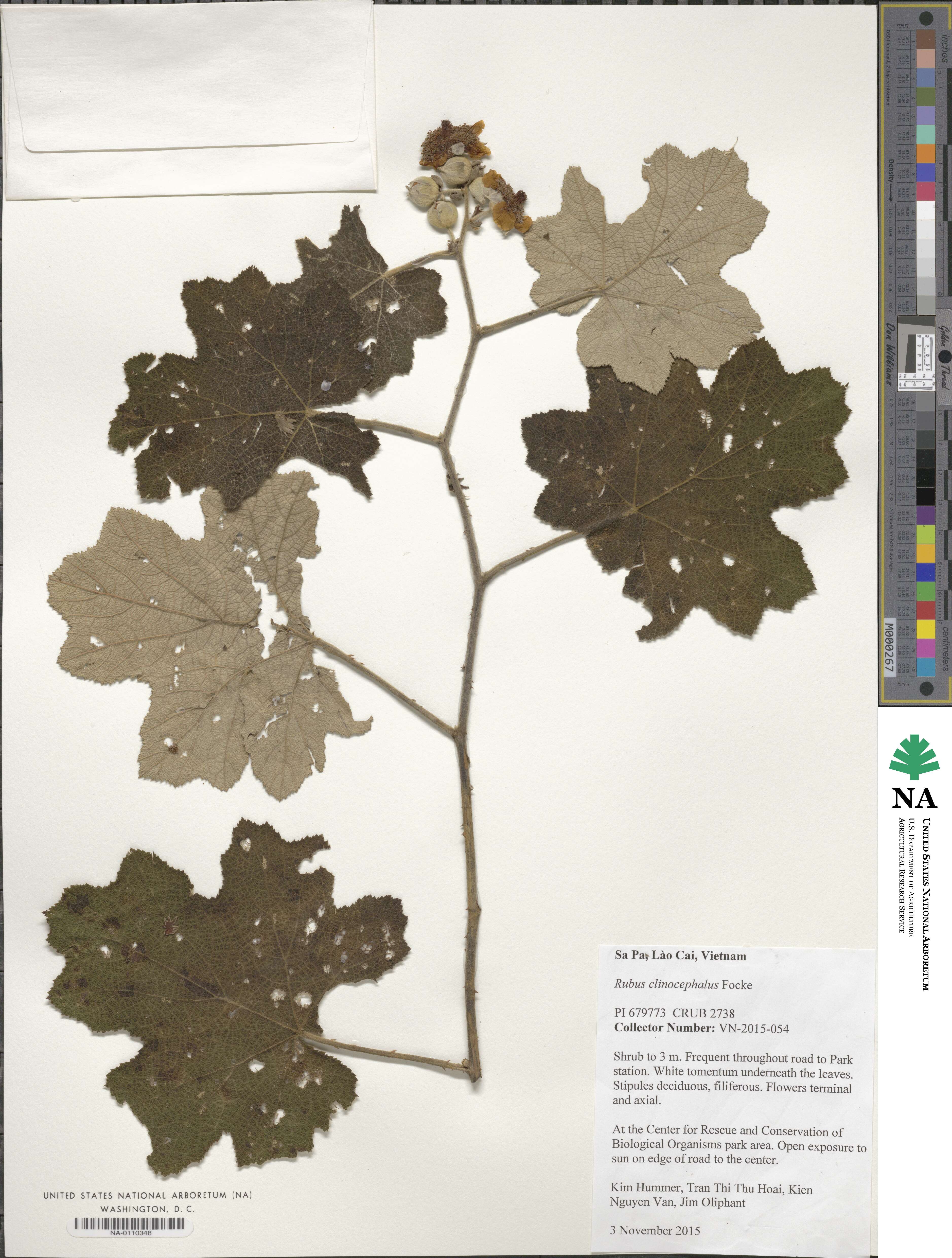 Rubus clinocephalus image