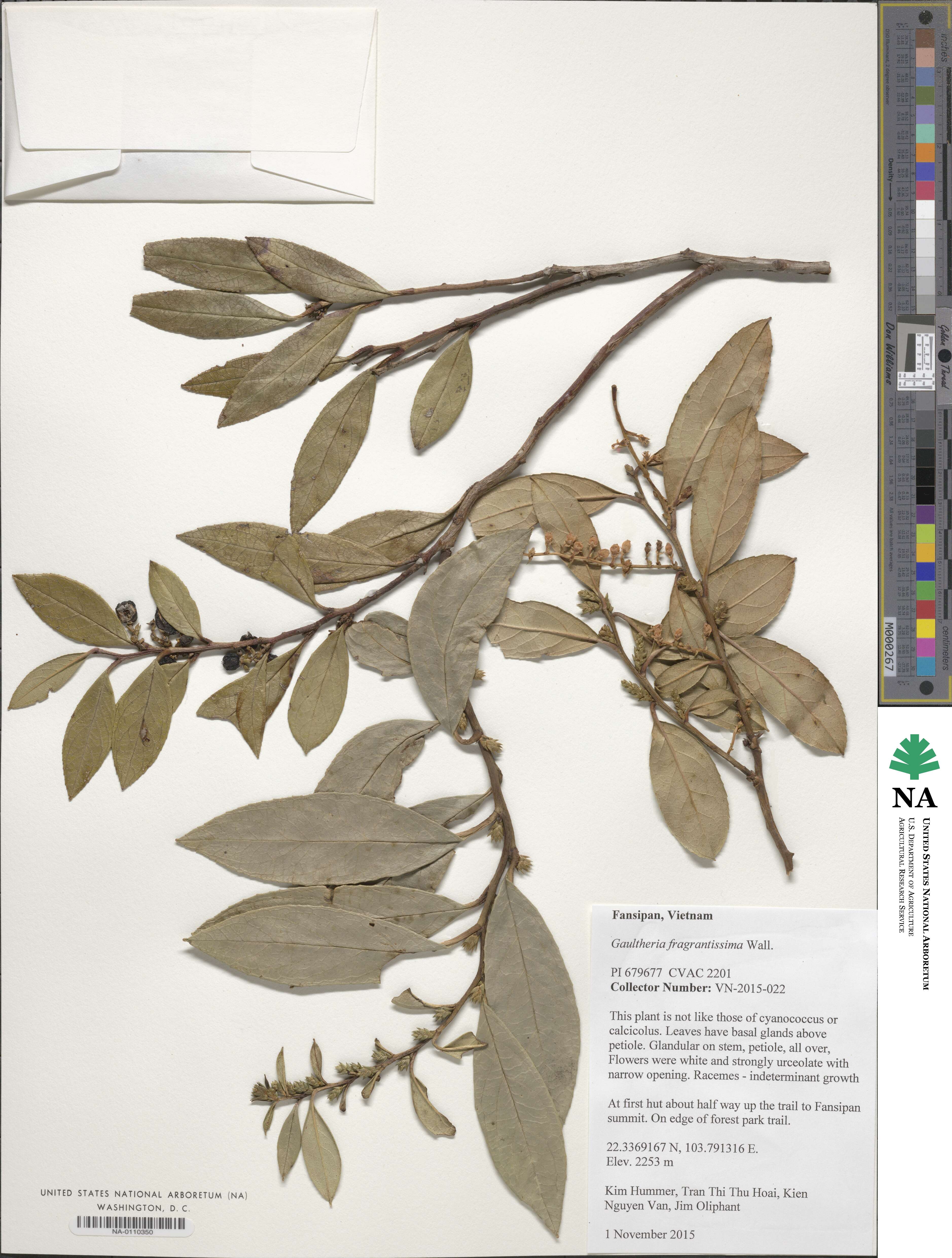 Gaultheria fragrantissima image