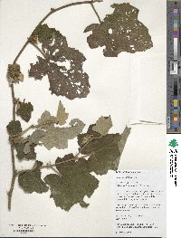 Rubus alceifolius image