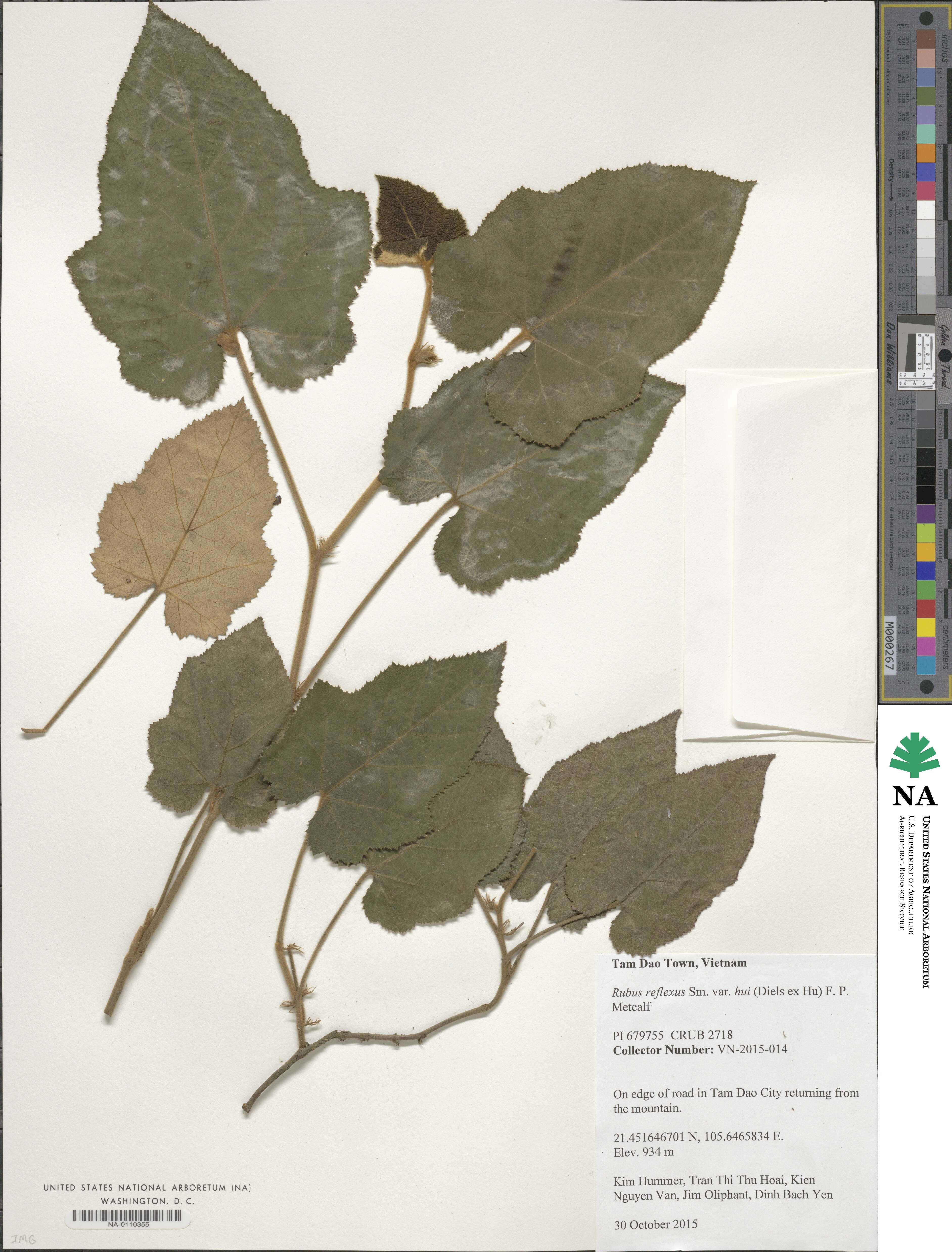 Rubus reflexus var. hui image