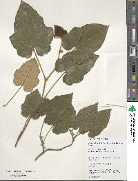 Rubus reflexus image