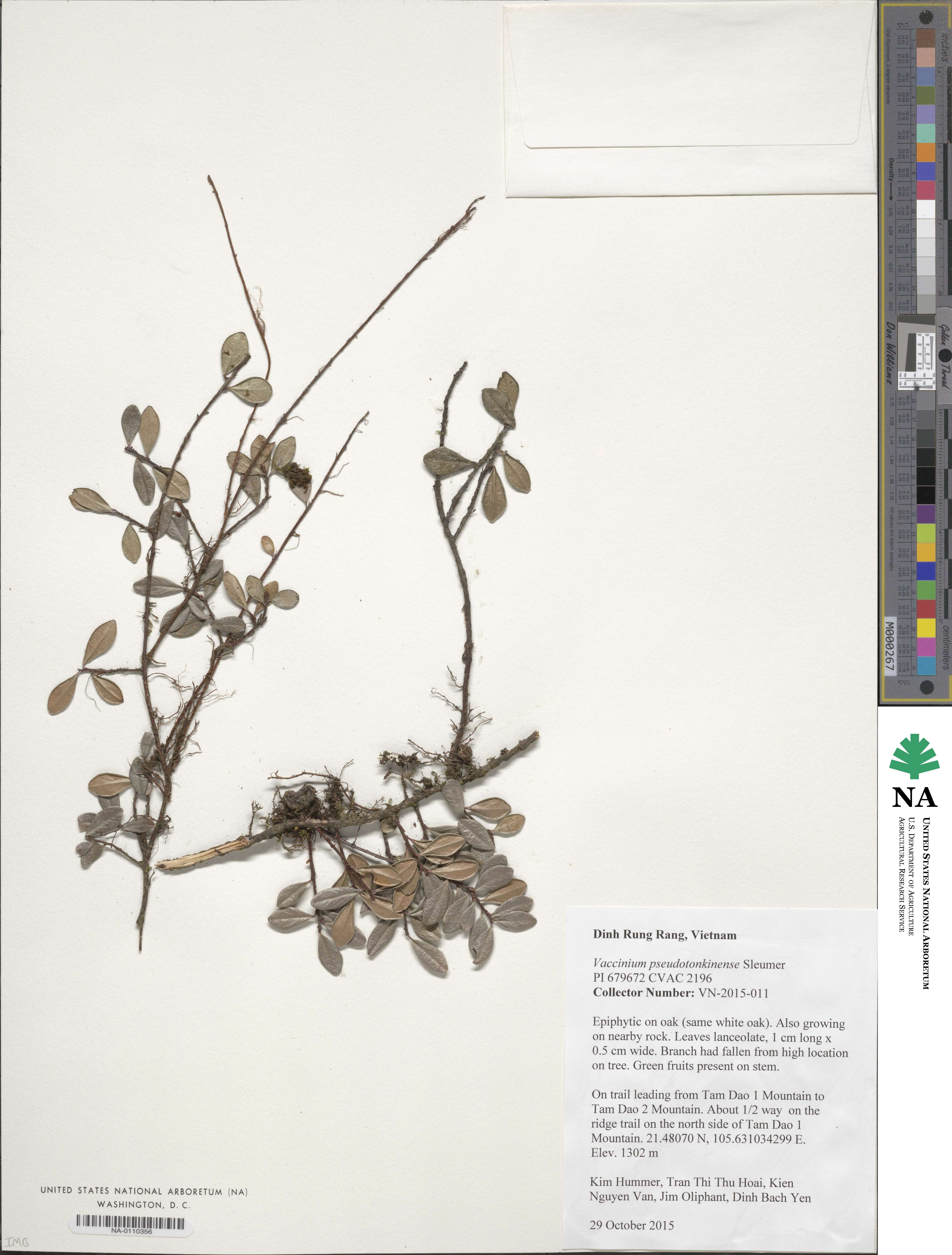 Vaccinium pseudotonkinense image
