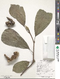 Magnolia denudata image