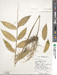 Polygonatum cyrtonema image