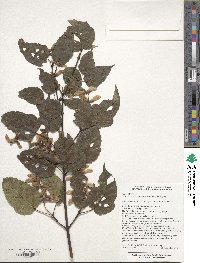 Acer davidii subsp. grosseri image