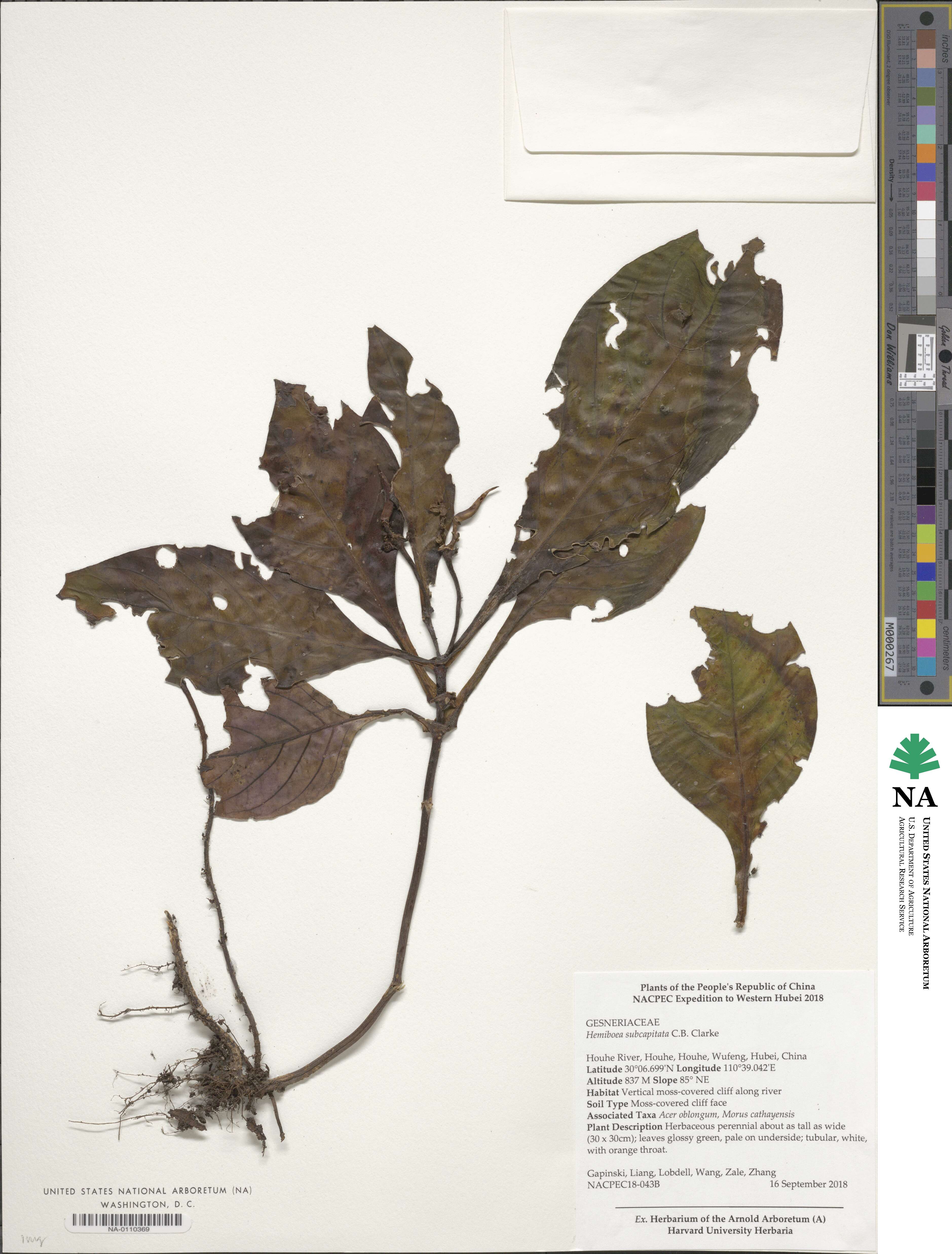 Hemiboea subcapitata image