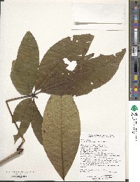 Aesculus chinensis image