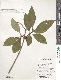 Syringa komarowii image