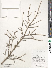 Tsuga chinensis image