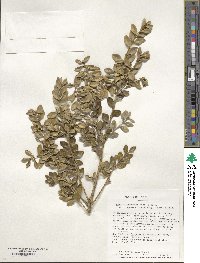 Buxus microphylla image