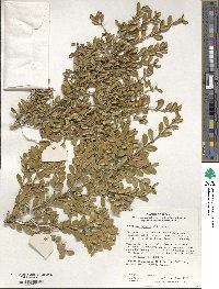 Buxus microphylla image