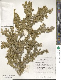 Buxus microphylla image