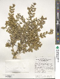 Buxus microphylla image