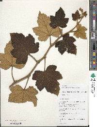 Rubus reflexus image