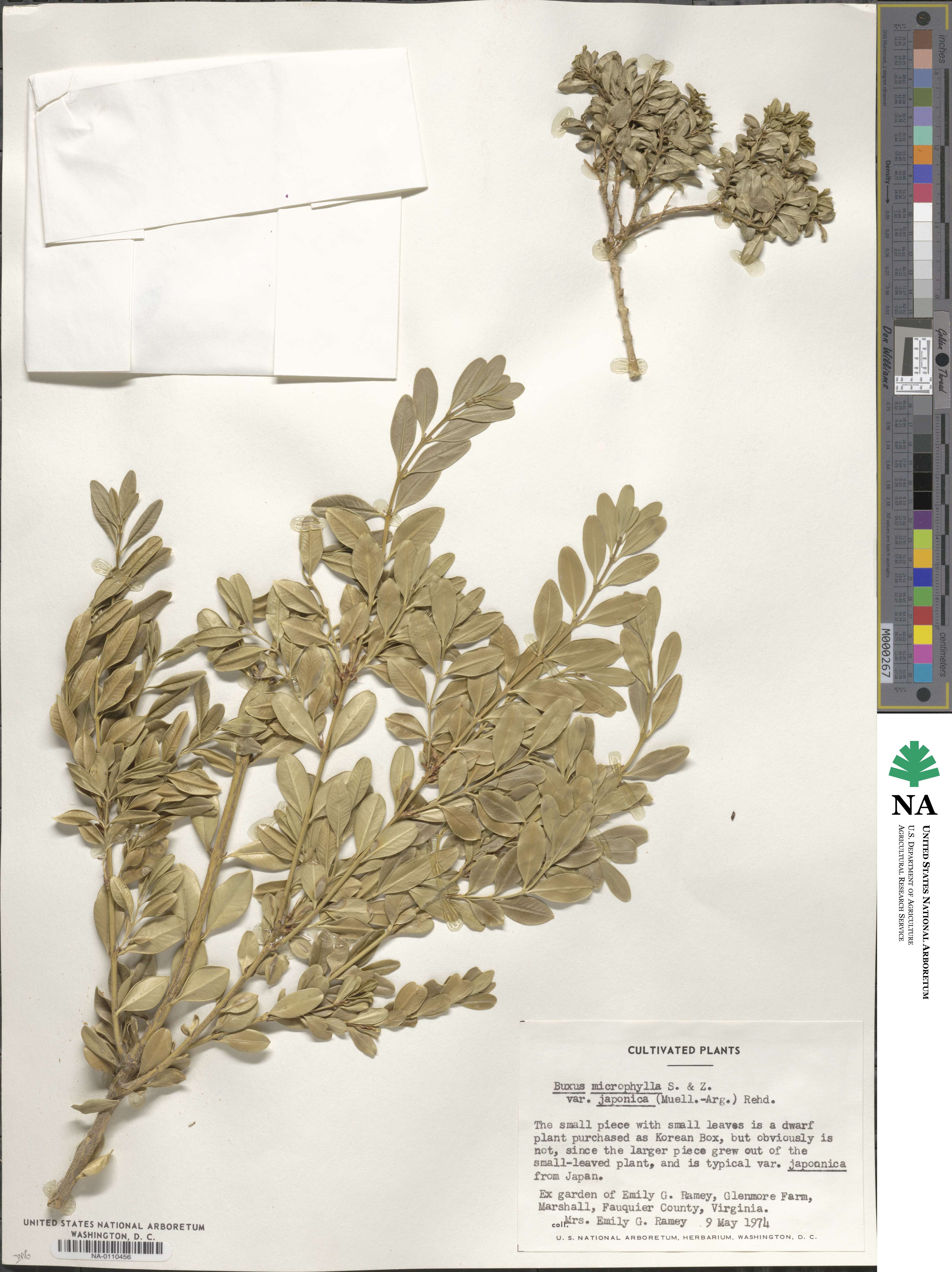 Buxus microphylla image