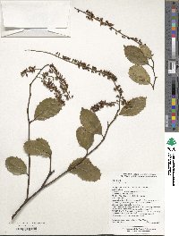 Itea ilicifolia image