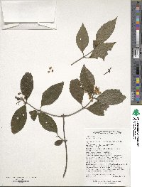 Viburnum foetidum image