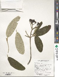 Viburnum rhytidophyllum image