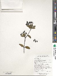 Viburnum utile image