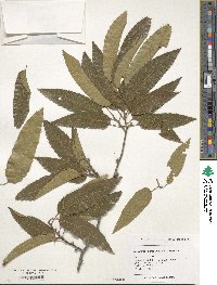 Quercus acutissima image