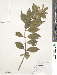 Lonicera maackii image