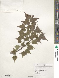 Acer crataegifolium image