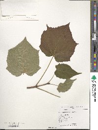 Acer tegmentosum image