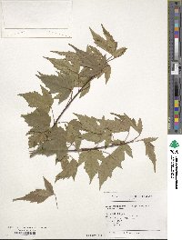 Acer tataricum subsp. ginnala image