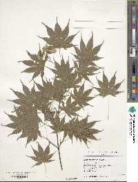 Acer palmatum image