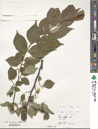 Styrax japonicus image