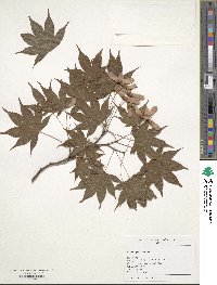 Acer palmatum image