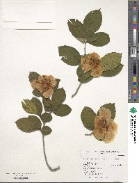 Stewartia ovata image