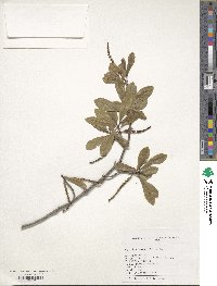 Cyrilla racemiflora image