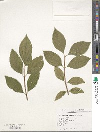 Philadelphus schrenkii image