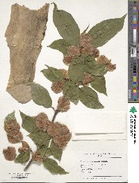 Dipelta floribunda image